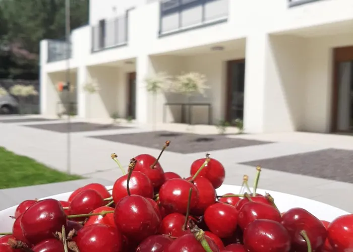 Pachnie Mieta Skorzecin