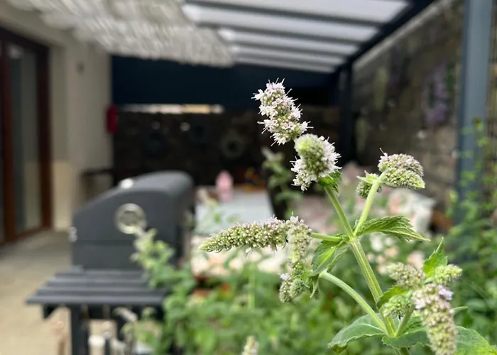 Pachnie Mieta * Skorzecin