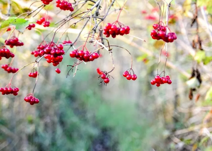 Pachnie Mieta Apartment Skorzecin